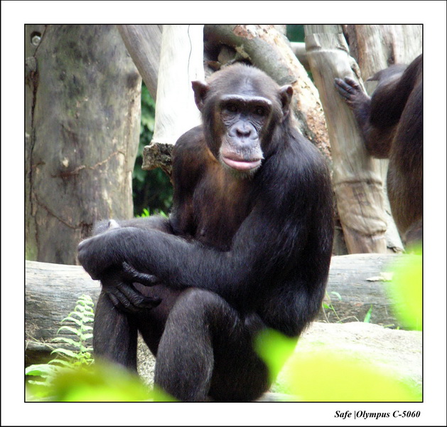 2005 - 06 - Zoo 090.JPG